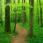 Tactics are to Strategy in the same way Trees are to the Forest